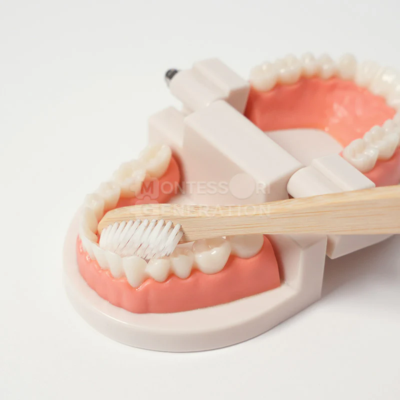 Montessori Brushing Teeth - Image 10