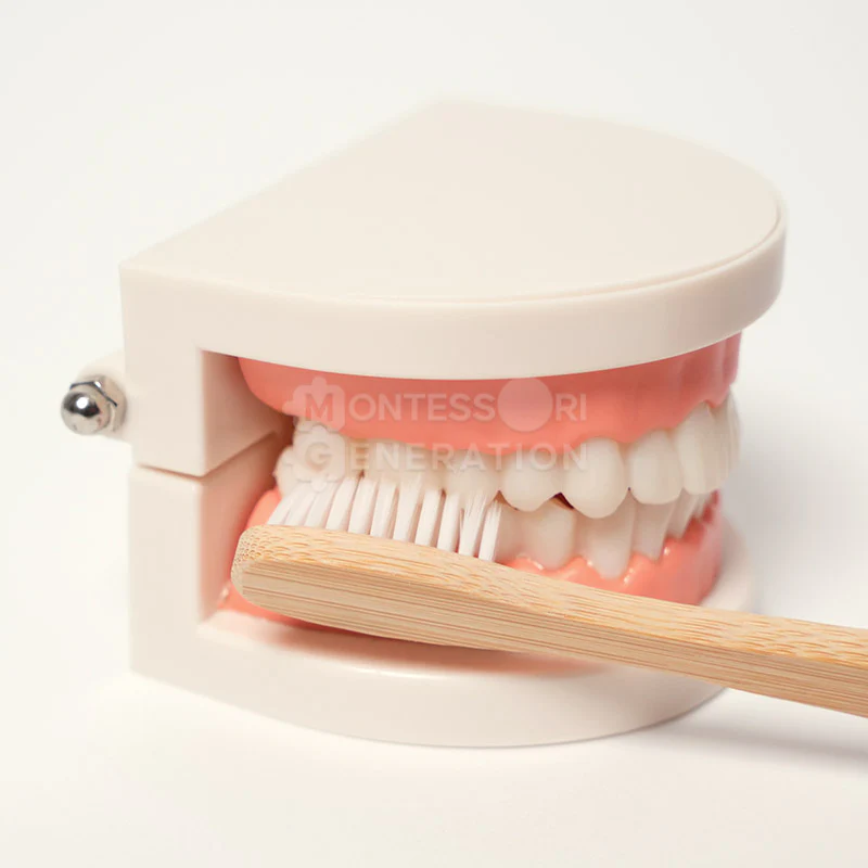 Montessori Brushing Teeth - Image 11
