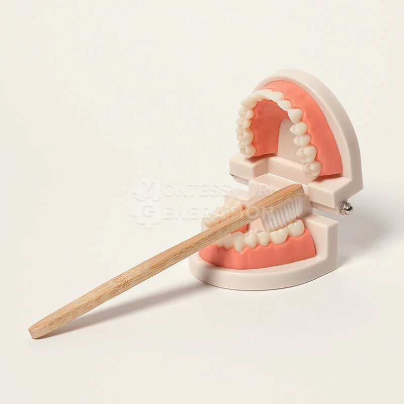 Montessori Brushing Teeth - Image 6
