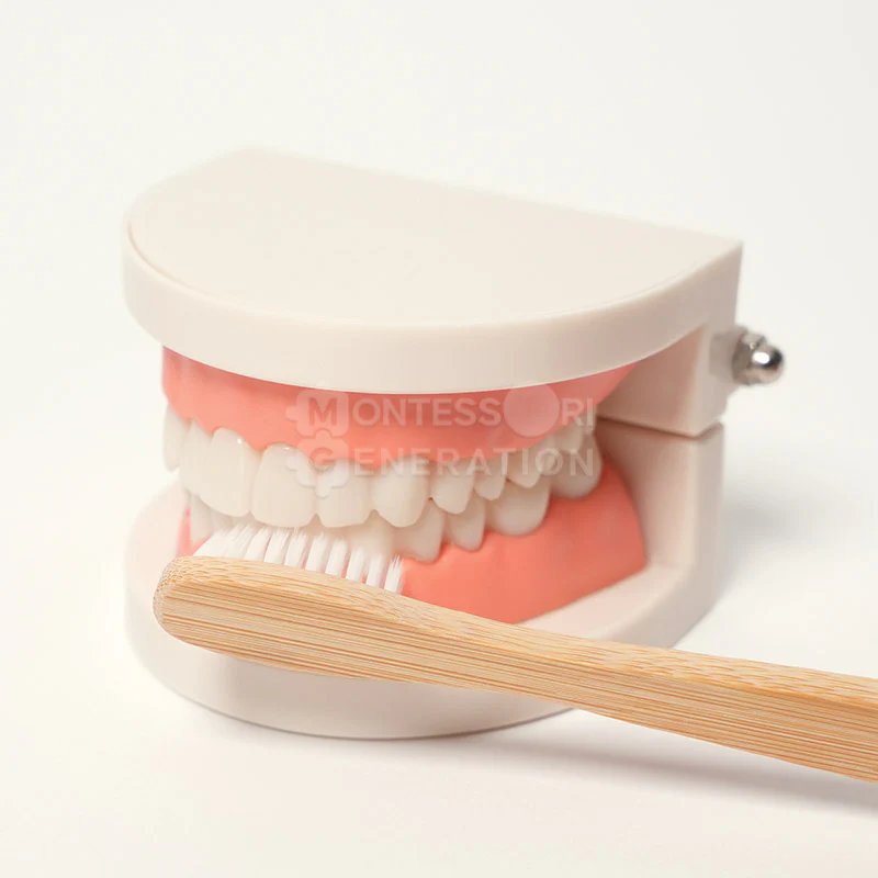 Montessori Brushing Teeth - Image 7